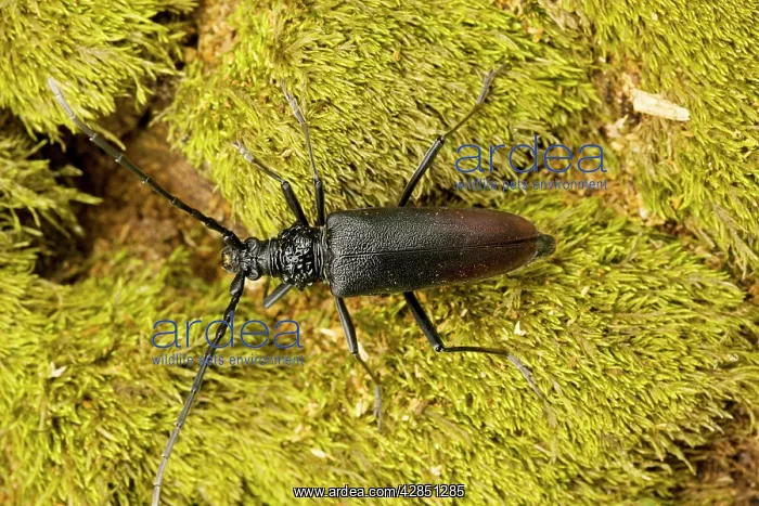 : Huge longhorn beetle - largest beetle in Europe : Huge longhorn beetle - largest beetle in Europe