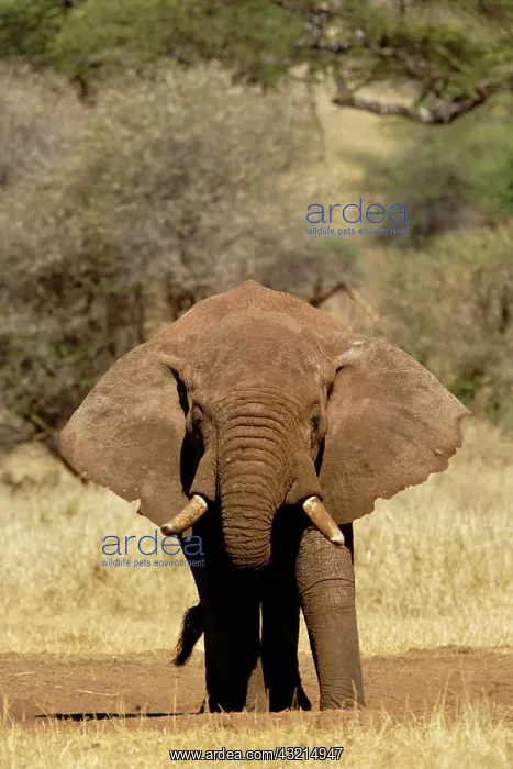 : Huge male African Elephantn loxodonta, Tarangire : Huge male African Elephantn loxodonta, Tarangire