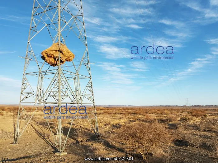 : Huge nest of Sociable Weavers (Philetairus socius) built in an elecricity pylon : Huge nest of Sociable Weavers (Philetairus socius) built in an elecricity pylon