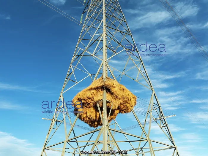 : Huge nest of Sociable Weavers (Philetairus socius) built in an elecricity pylon : Huge nest of Sociable Weavers (Philetairus socius) built in an elecricity pylon