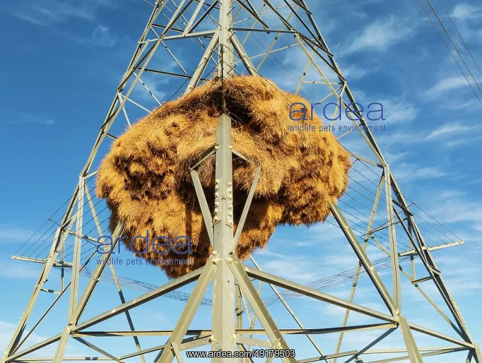 : Huge nest of Sociable Weavers (Philetairus socius) built in an elecricity pylon : Huge nest of Sociable Weavers (Philetairus socius) built in an elecricity pylon