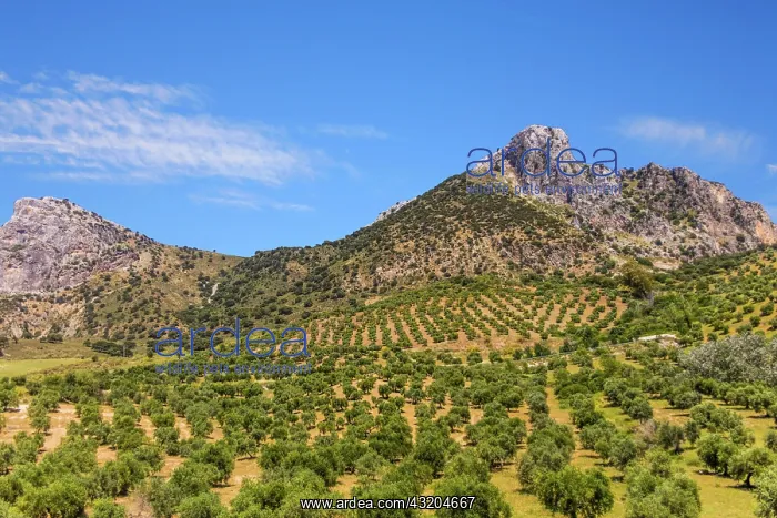 : Huge olive tree plantations, landscapes in Andalusia : Huge olive tree plantations, landscapes in Andalusia