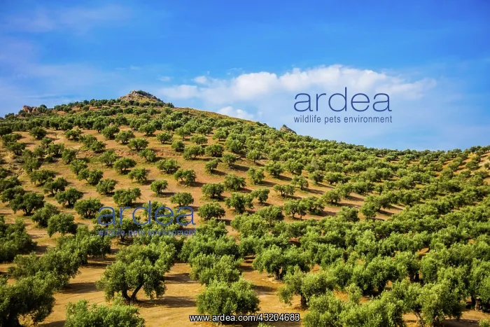 : Huge olive tree plantations, landscapes in Andalusia : Huge olive tree plantations, landscapes in Andalusia