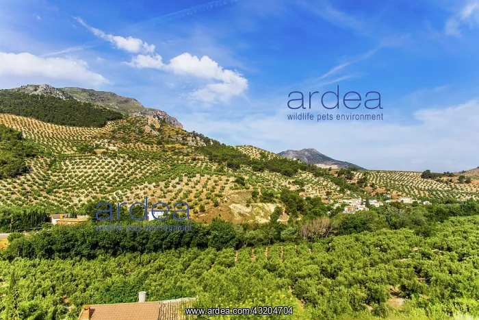 : Huge olive tree plantations, landscapes in Andalusia : Huge olive tree plantations, landscapes in Andalusia