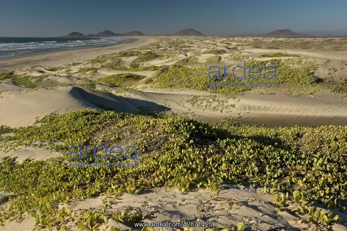 : Huge sand dune system on Cape St. Quintin / Cabo San Quintin : Huge sand dune system on Cape St. Quintin / Cabo San Quintin