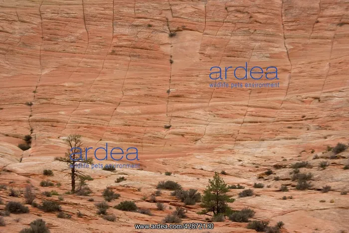 : Huge sandstone cliff at checkerboard mesa : Huge sandstone cliff at checkerboard mesa