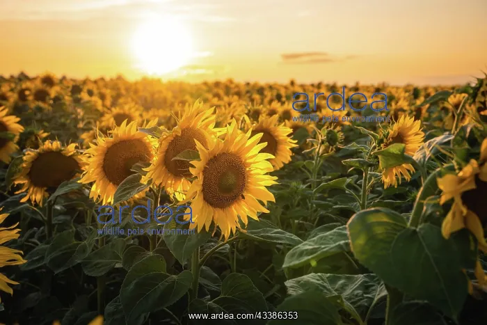 : Huge sunflower field at sunset, Bnblingen, Germany, Europe : Huge sunflower field at sunset, Bnblingen, Germany, Europe