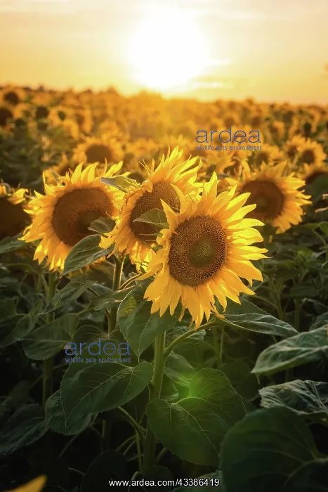 : Huge sunflower field at sunset, Bnblingen, Germany, Europe : Huge sunflower field at sunset, Bnblingen, Germany, Europe