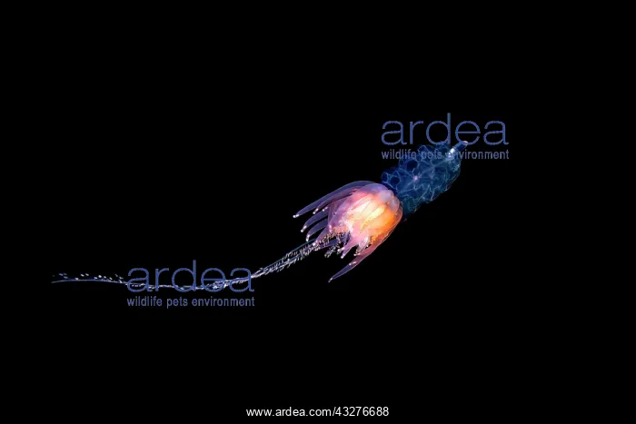 : Hula Skirt Siphonophore (Physophora hydrostatica) : Hula Skirt Siphonophore (Physophora hydrostatica)