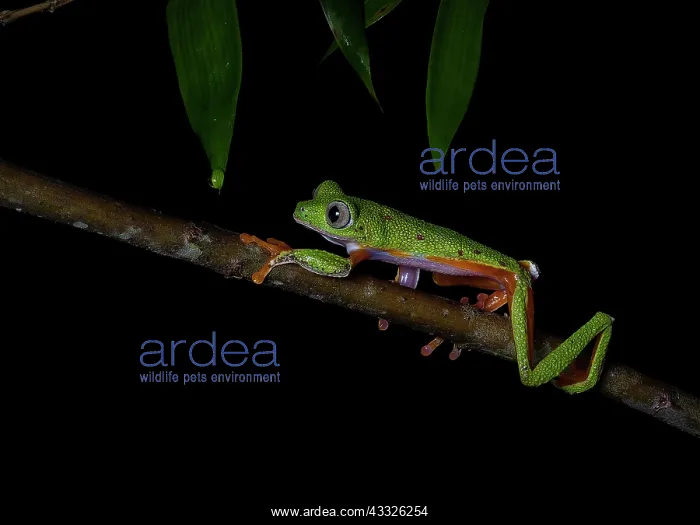 : Hull?s treefrog (Agalychnis hulli) walking on br : Hull?s treefrog (Agalychnis hulli) walking on br