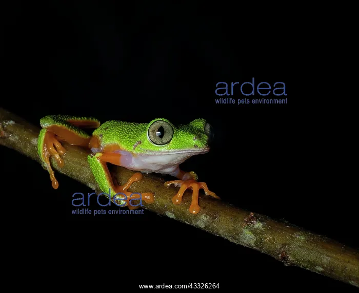 : Hull?s treefrog (Agalychnis hulli) walking on br : Hull?s treefrog (Agalychnis hulli) walking on br