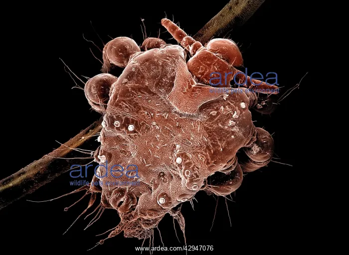 : Human Crab Louse : Human Crab Louse