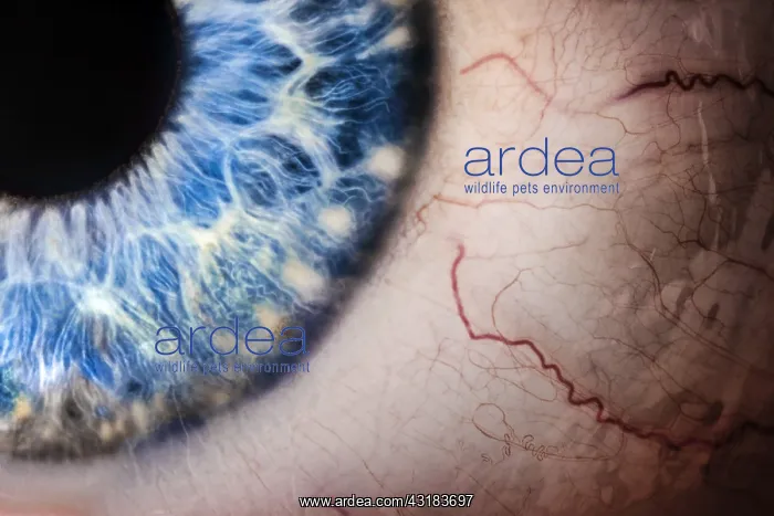 : detail of human eye : detail of human eye