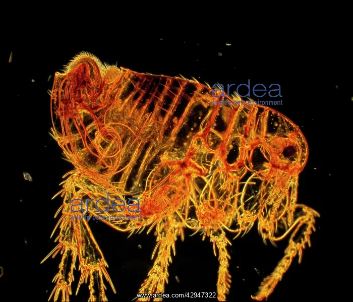 : Human Flea - male : Human Flea - male