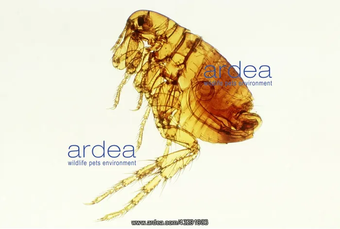 : HUMAN FLEA - X 7 1 / 2 magnification : HUMAN FLEA - X 7 1 / 2 magnification
