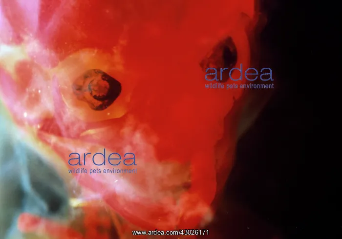 : Human Foetus 12 weeks - red dye to show bones : Human Foetus 12 weeks - red dye to show bones