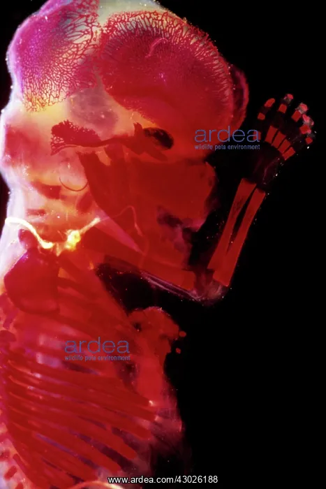 : Human Foetus 12 weeks - red dye to show bones : Human Foetus 12 weeks - red dye to show bones
