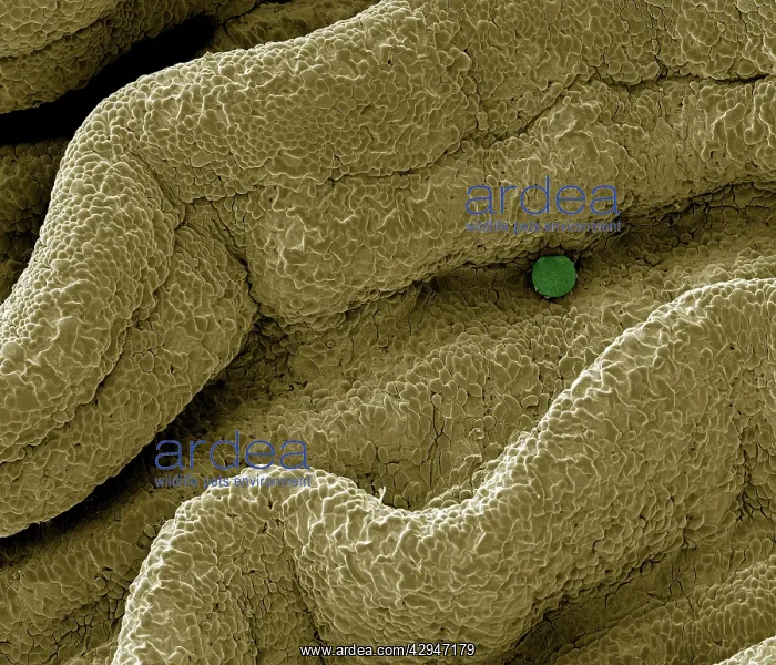 : Human Ovum in Fallopian Tube : This freshly fertilized : Human Ovum in Fallopian Tube : This freshly fertilized