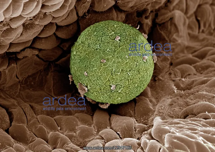 : Human Ovum in Fallopian Tube : This freshly fertilized : Human Ovum in Fallopian Tube : This freshly fertilized