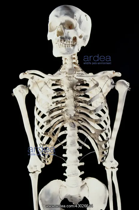  : Human Skeleton