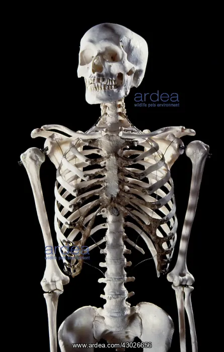  : Human Skeleton