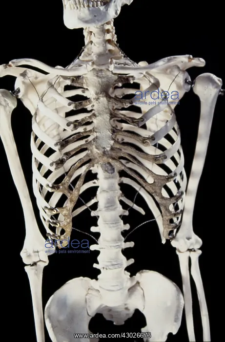  : Human Skeleton
