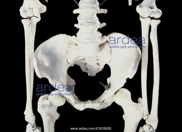  : Human Skeleton