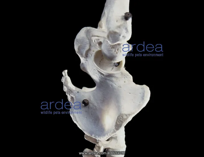  : Human Skeleton