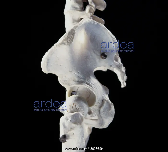  : Human Skeleton