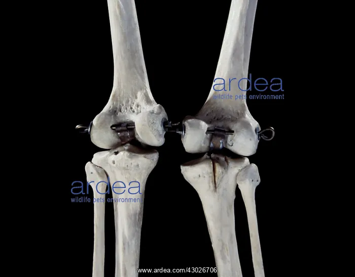  : Human Skeleton