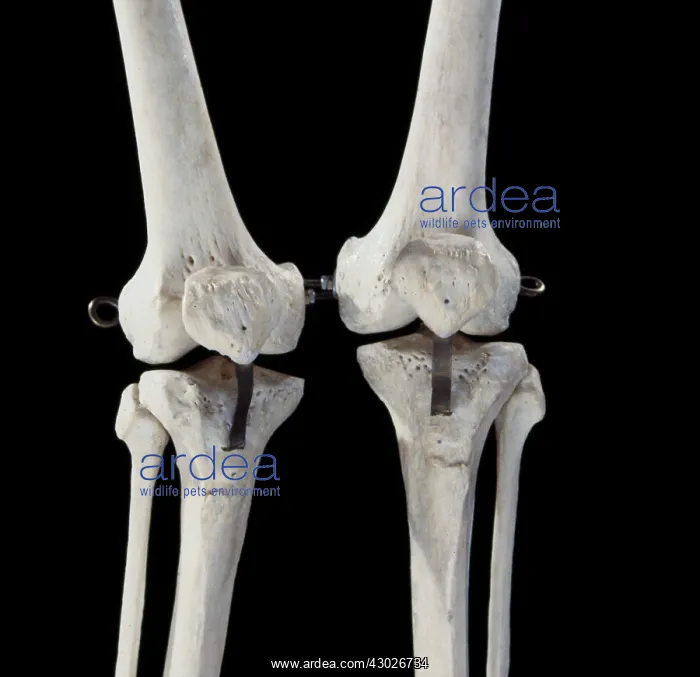  : Human Skeleton