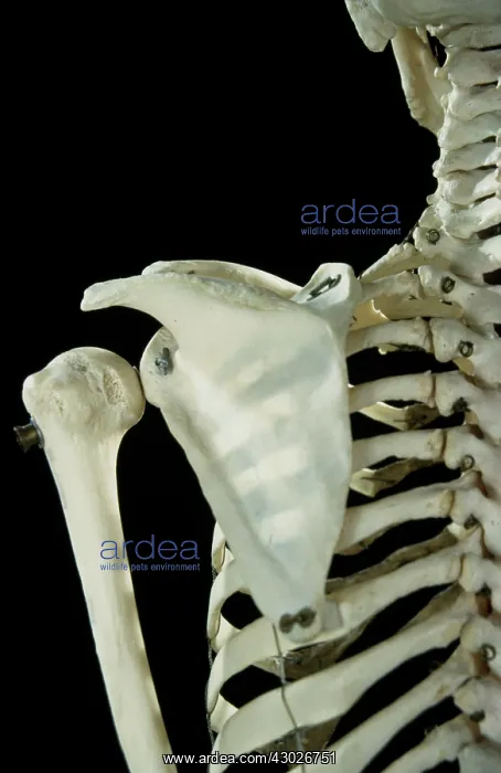  : Human Skeleton