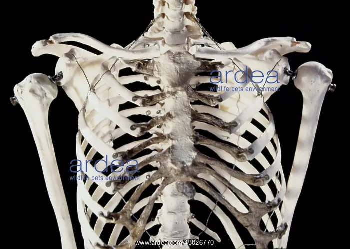  : Human Skeleton
