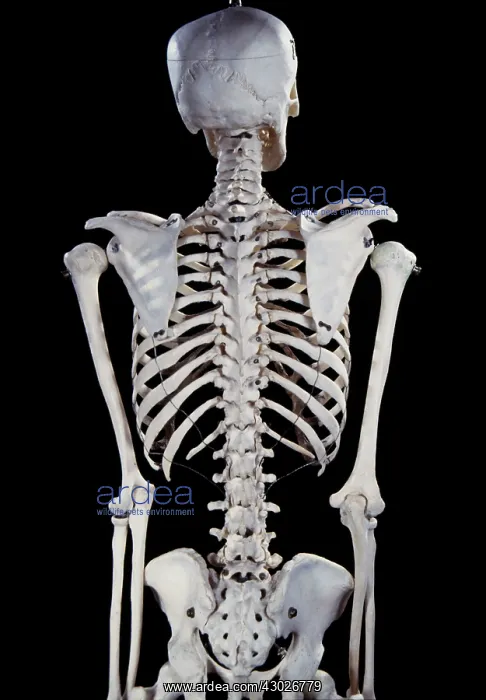  : Human Skeleton