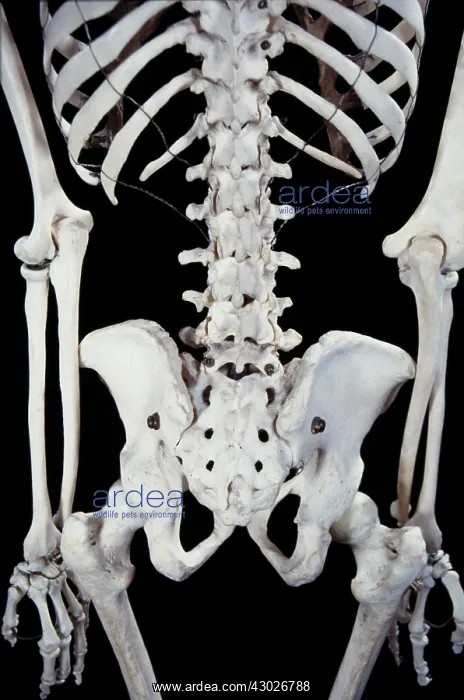  : Human Skeleton
