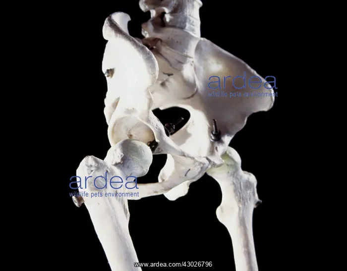  : Human Skeleton