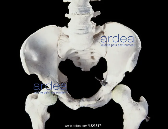  : Human Skeleton