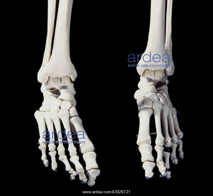  : Human Skeleton body structure