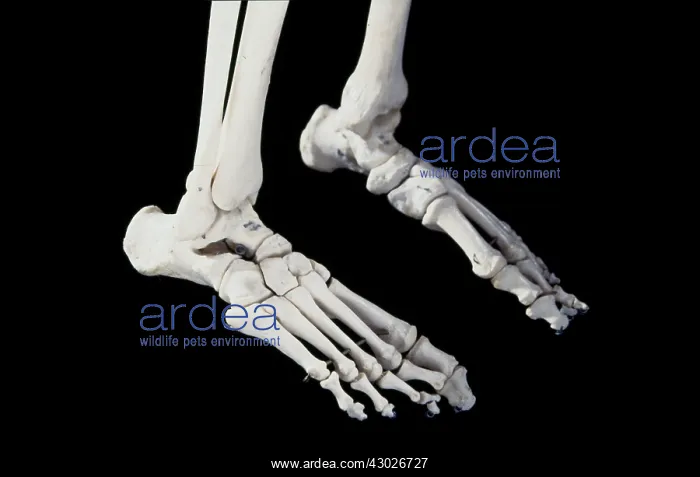  : Human Skeleton body structure