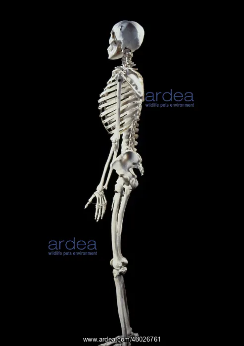  : Human Skeleton body structure