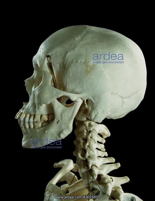  : Human Skeleton body structure