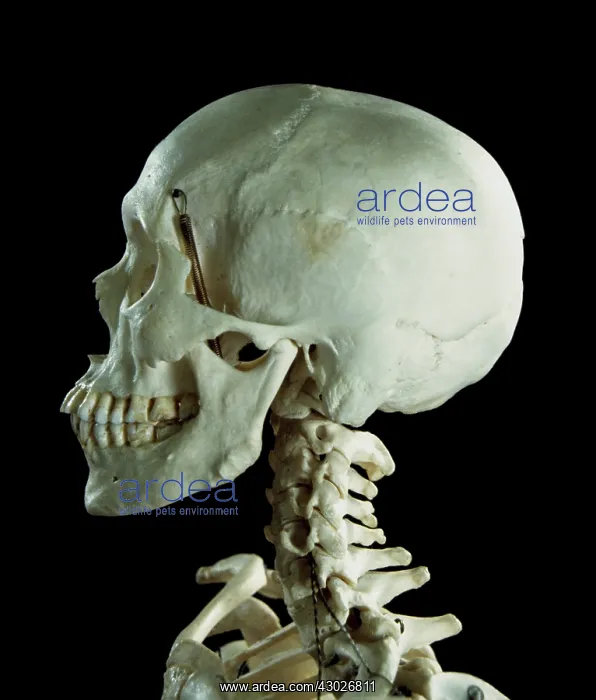  : Human Skeleton body structure