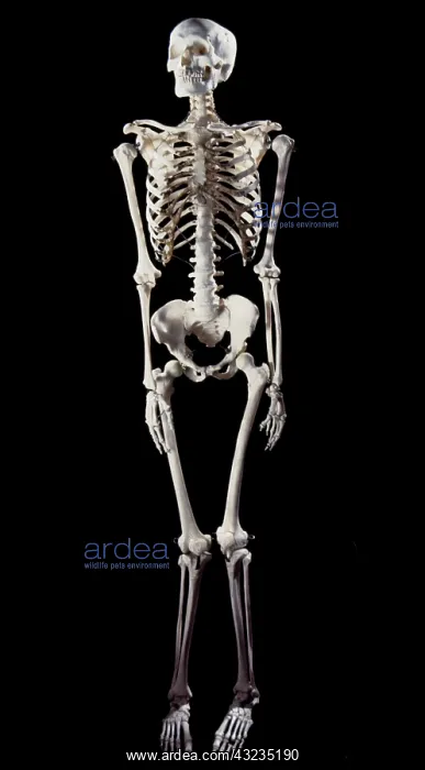  : Human Skeleton body structure