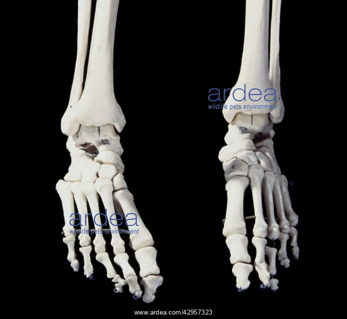 : Human skeleton - body structure - Feet : Human skeleton - body structure - Feet