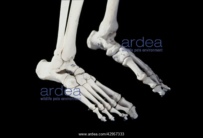 : Human skeleton - body structure - Feet : Human skeleton - body structure - Feet