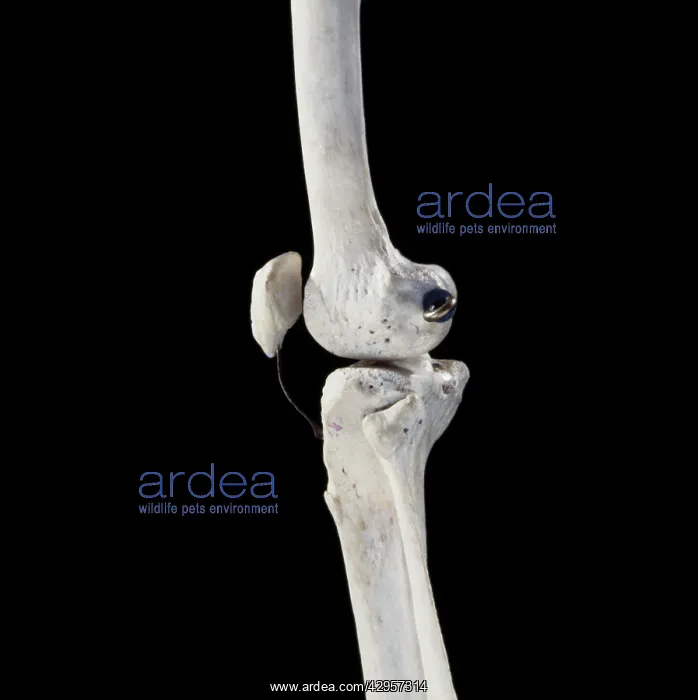 : Human skeleton - body structure showing bone joints : Human skeleton - body structure showing bone joints