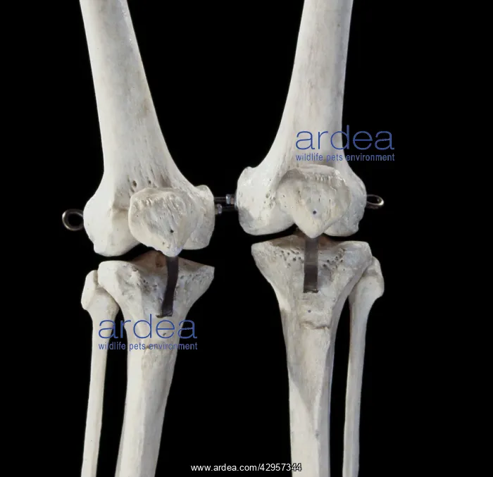 : Human skeleton - body structure - upper body - : Human skeleton - body structure - upper body -