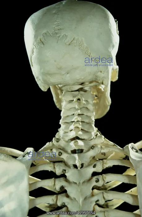 : Human skeleton - body structure - upper body -back : Human skeleton - body structure - upper body -back