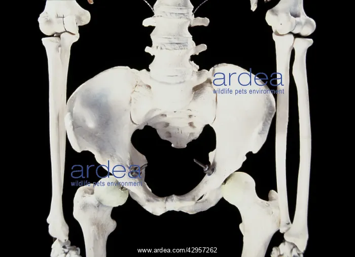 : Human skeleton - body structure - upper body - Pelvis bone : Human skeleton - body structure - upper body - Pelvis bone