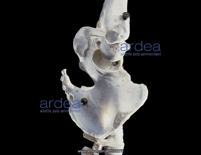 : Human skeleton - body structure - upper body - Pelvis bone : Human skeleton - body structure - upper body - Pelvis bone